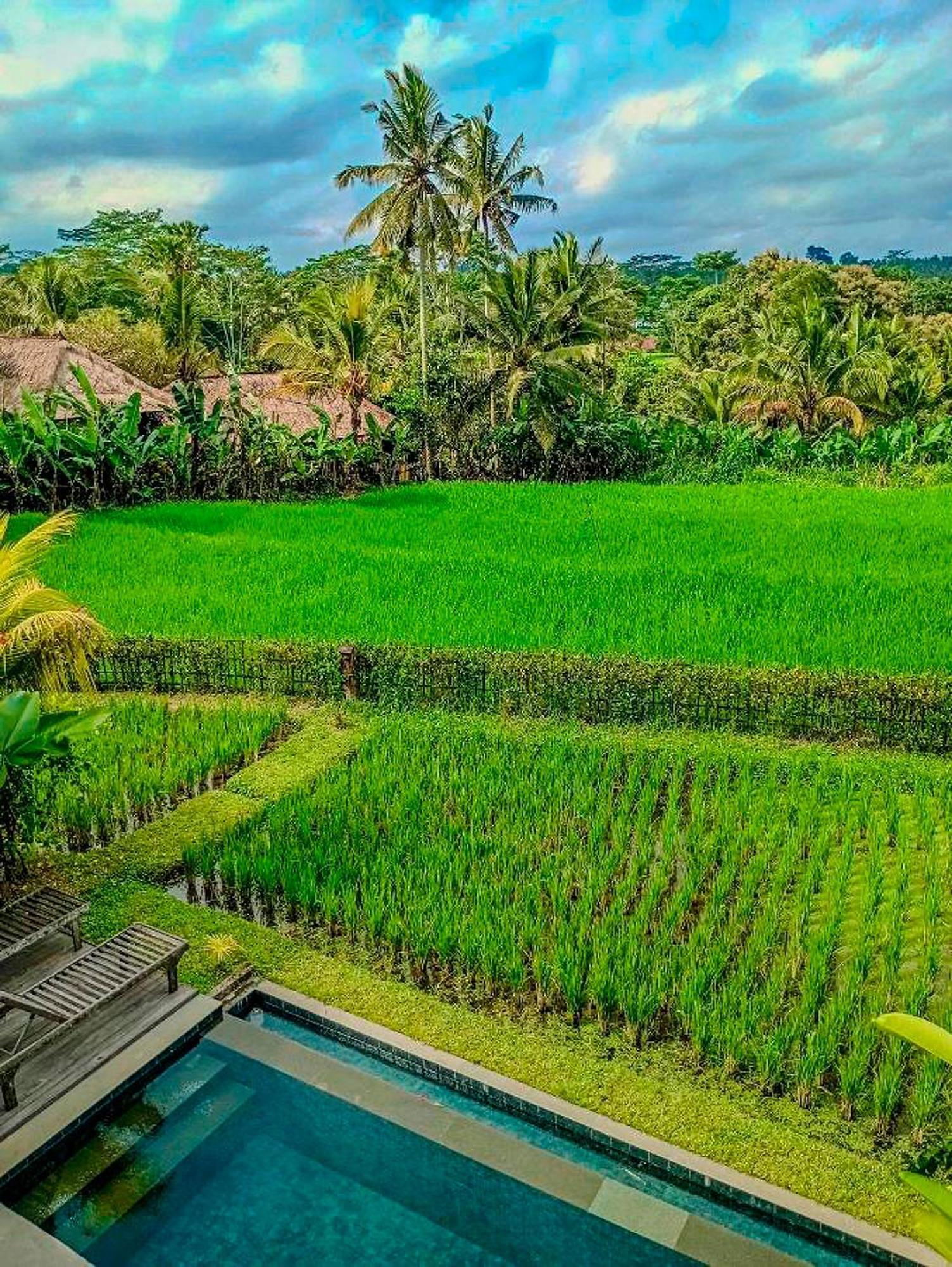 Dukuh Ubud #3 Ricefield View * Payangan